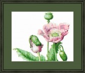 opium poppy green frame image healthtips images